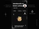 Gotero antiraíz