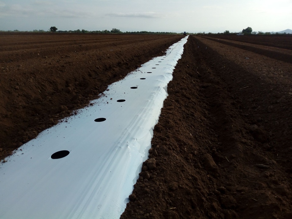 ACOLCHADO AGRICOLA B/N CALIBRE 100 1.4X915 MT