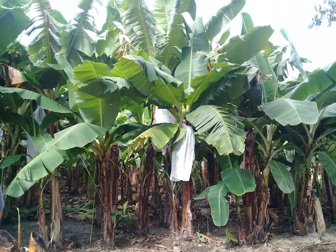 MUNDO NUEVO AGRICOLA Y GANADERA